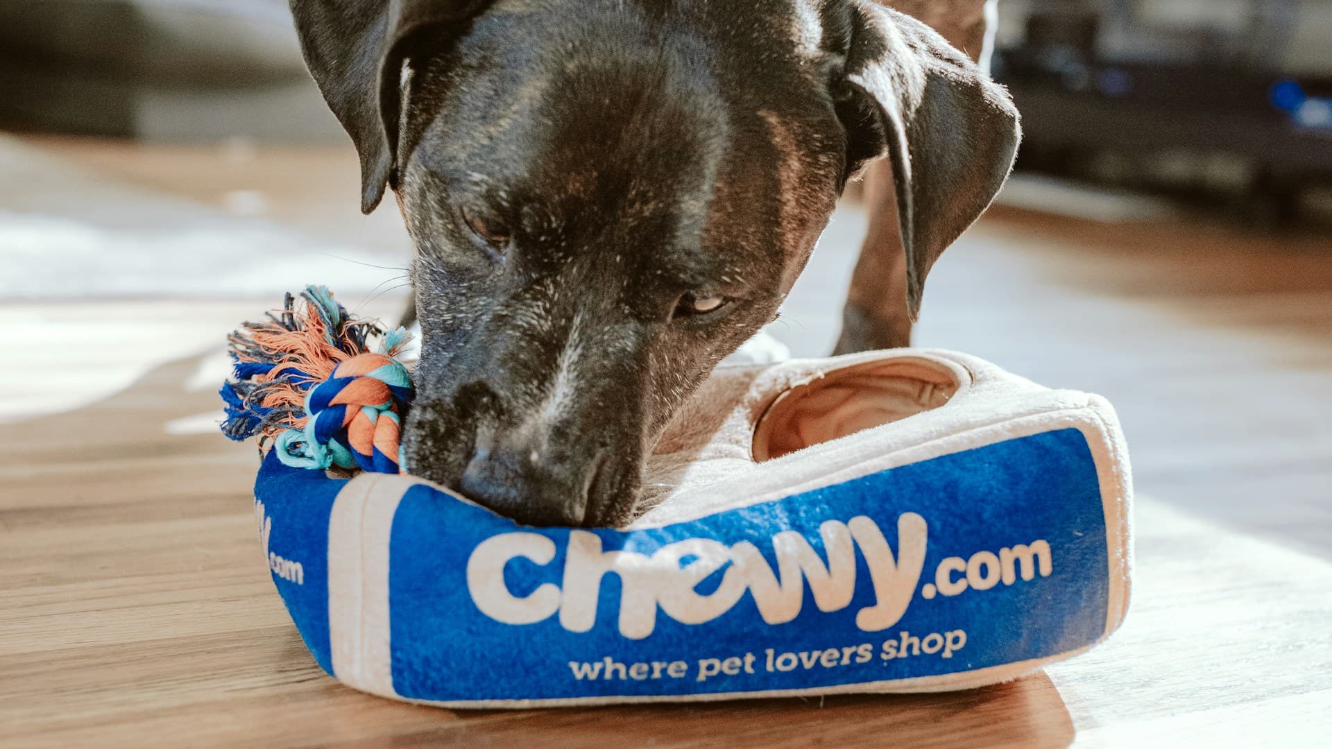 Hotele dhe konvikte për kafshë